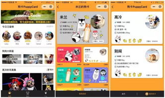 猫卡之后再有狗卡 上线 15 天用户 30 万,小程序 宠物赛道究竟有多火